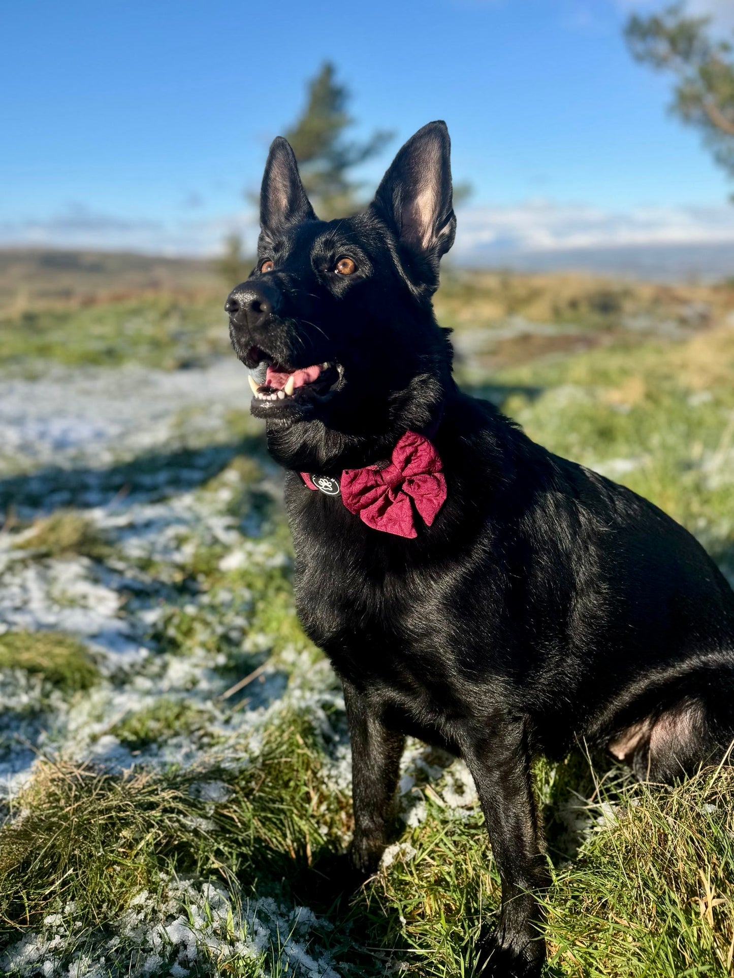 VERY BERRY - SAILOR BOW