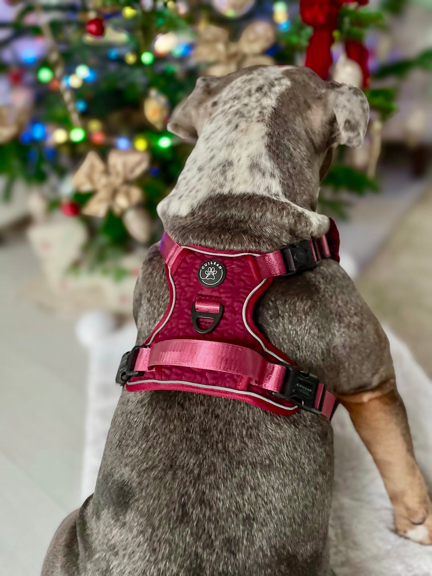 VERY BERRY - CUILEAN CLIMBER HARNESS