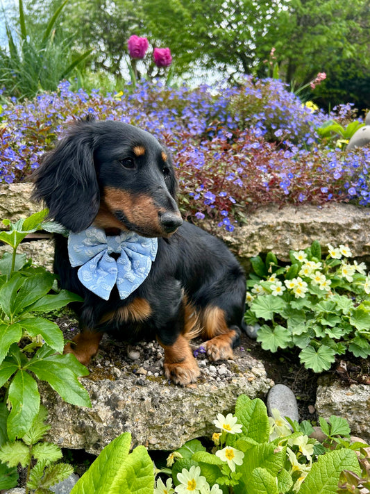 BLUEBELL - SAILOR BOW