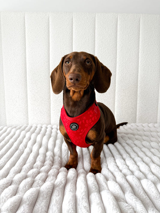 POINSETTIA - HARNESS