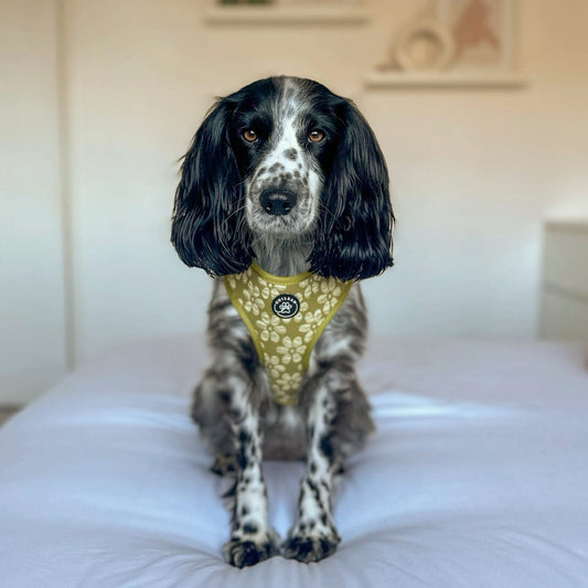 OLIVE - HARNESS