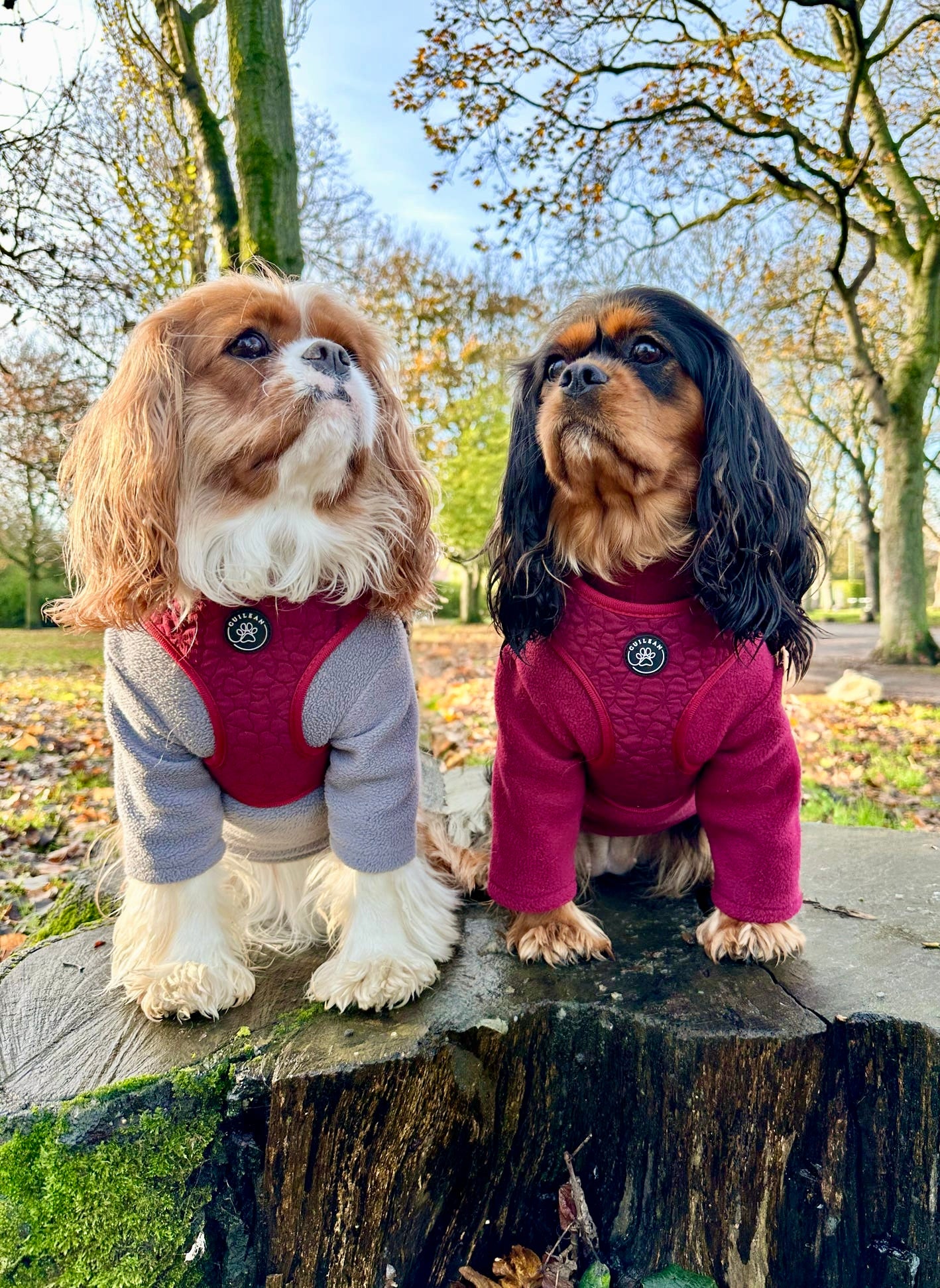 VERY BERRY - HARNESS