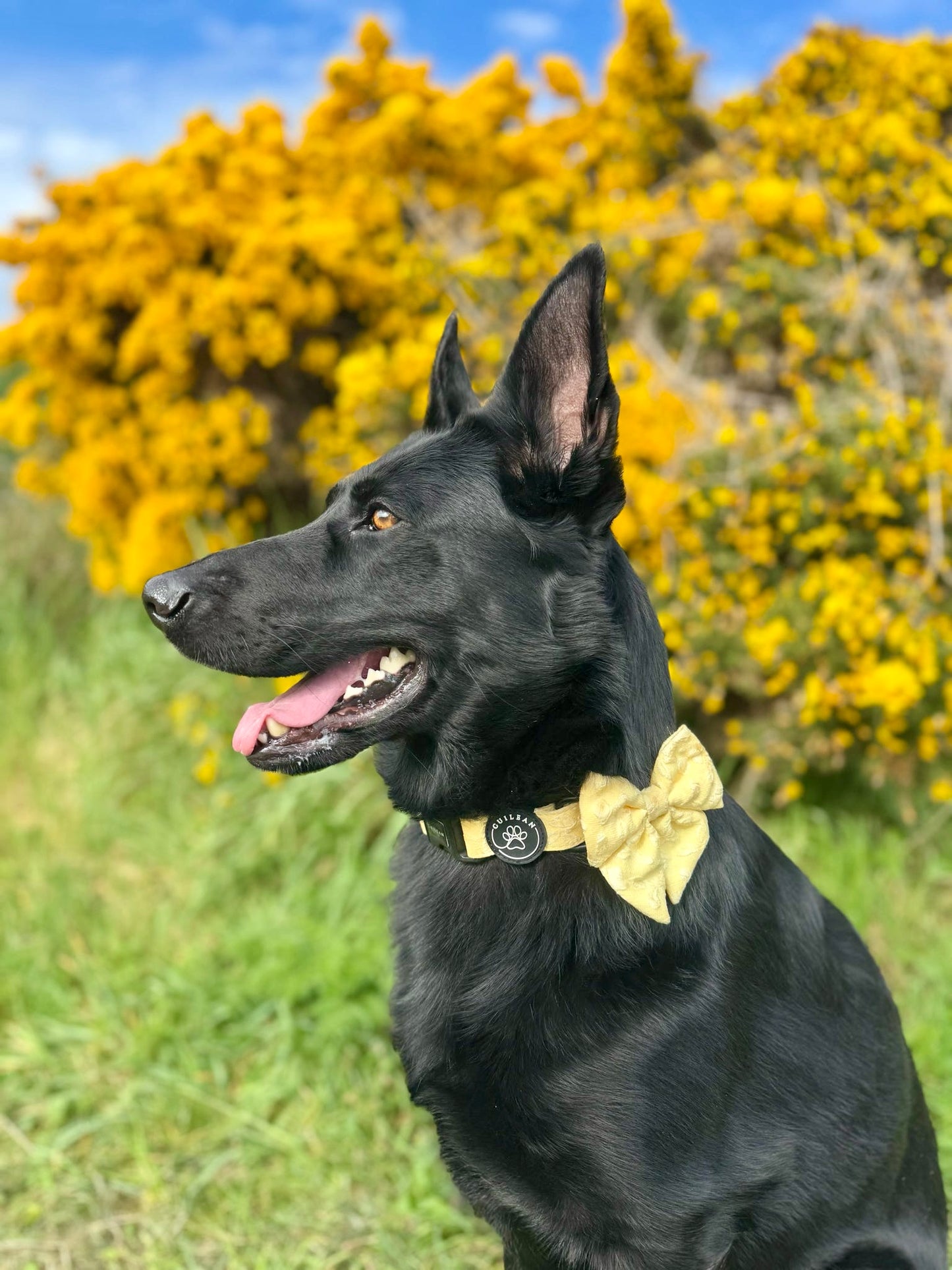 GORSE - COLLAR