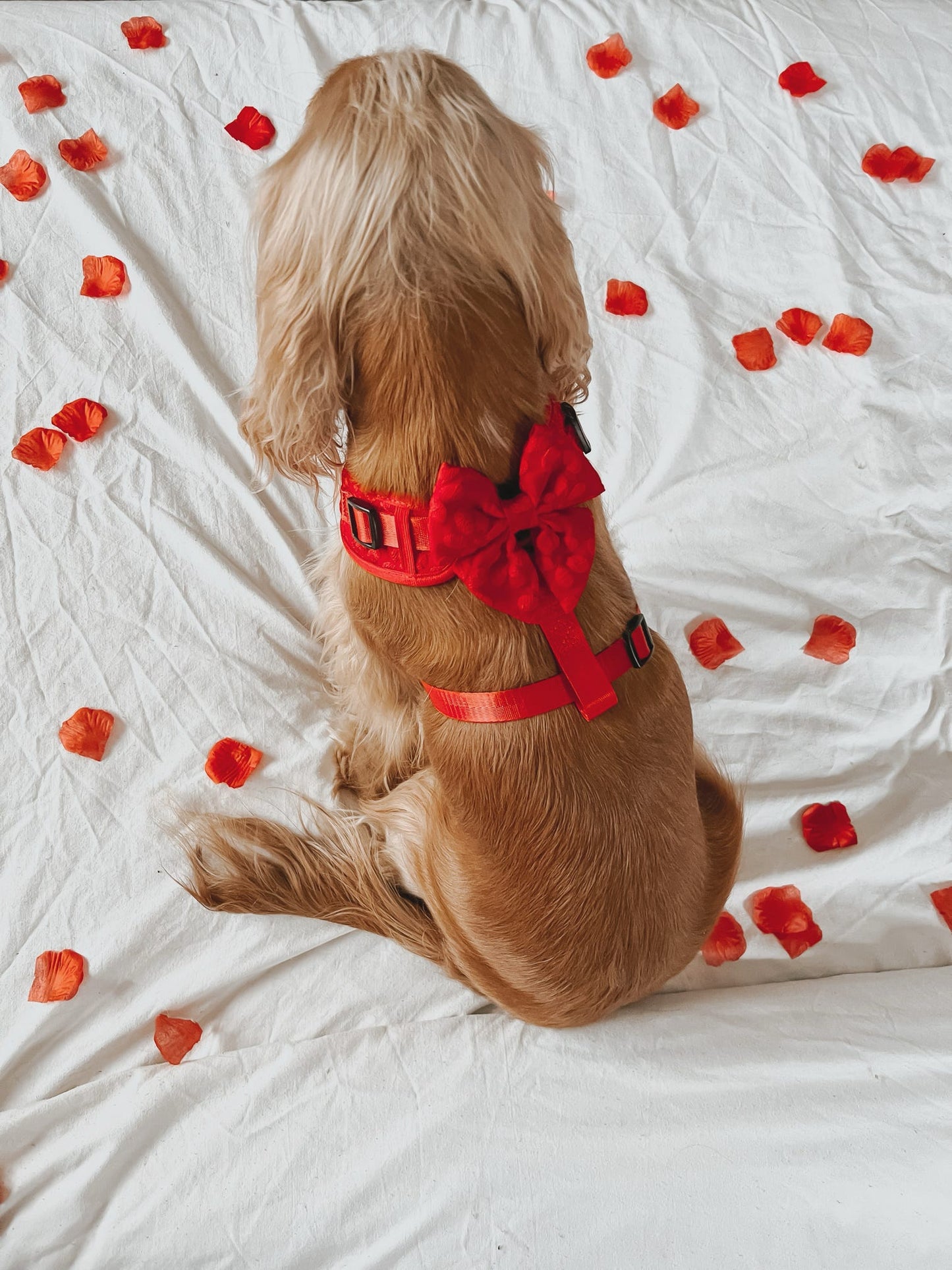POINSETTIA - SAILOR BOW