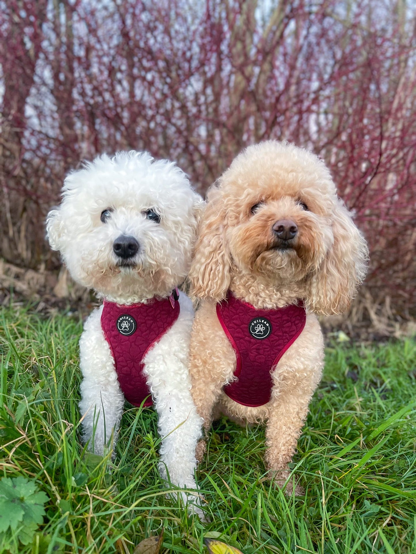 VERY BERRY - HARNESS