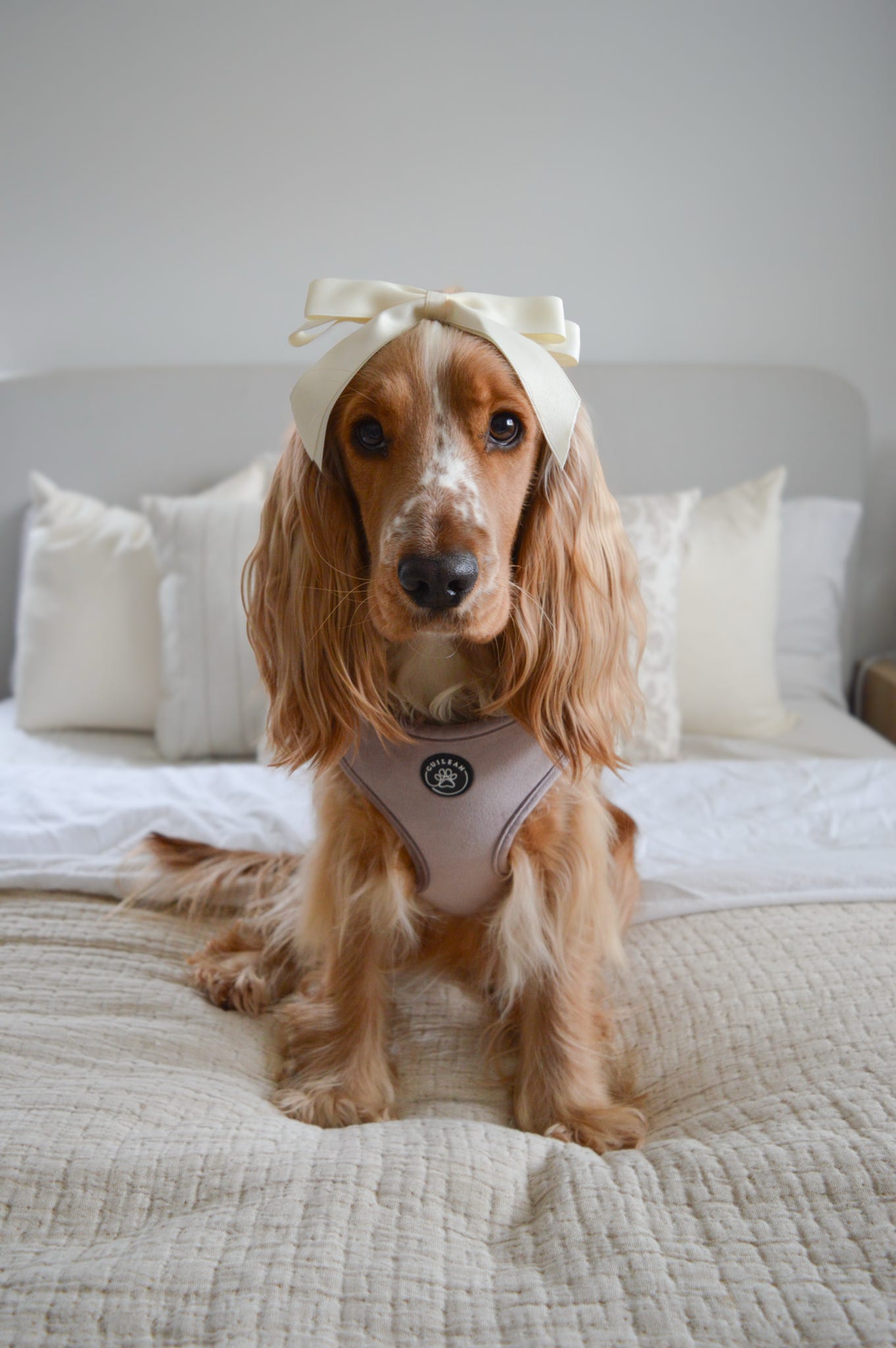DUSTY ROSE - HARNESS