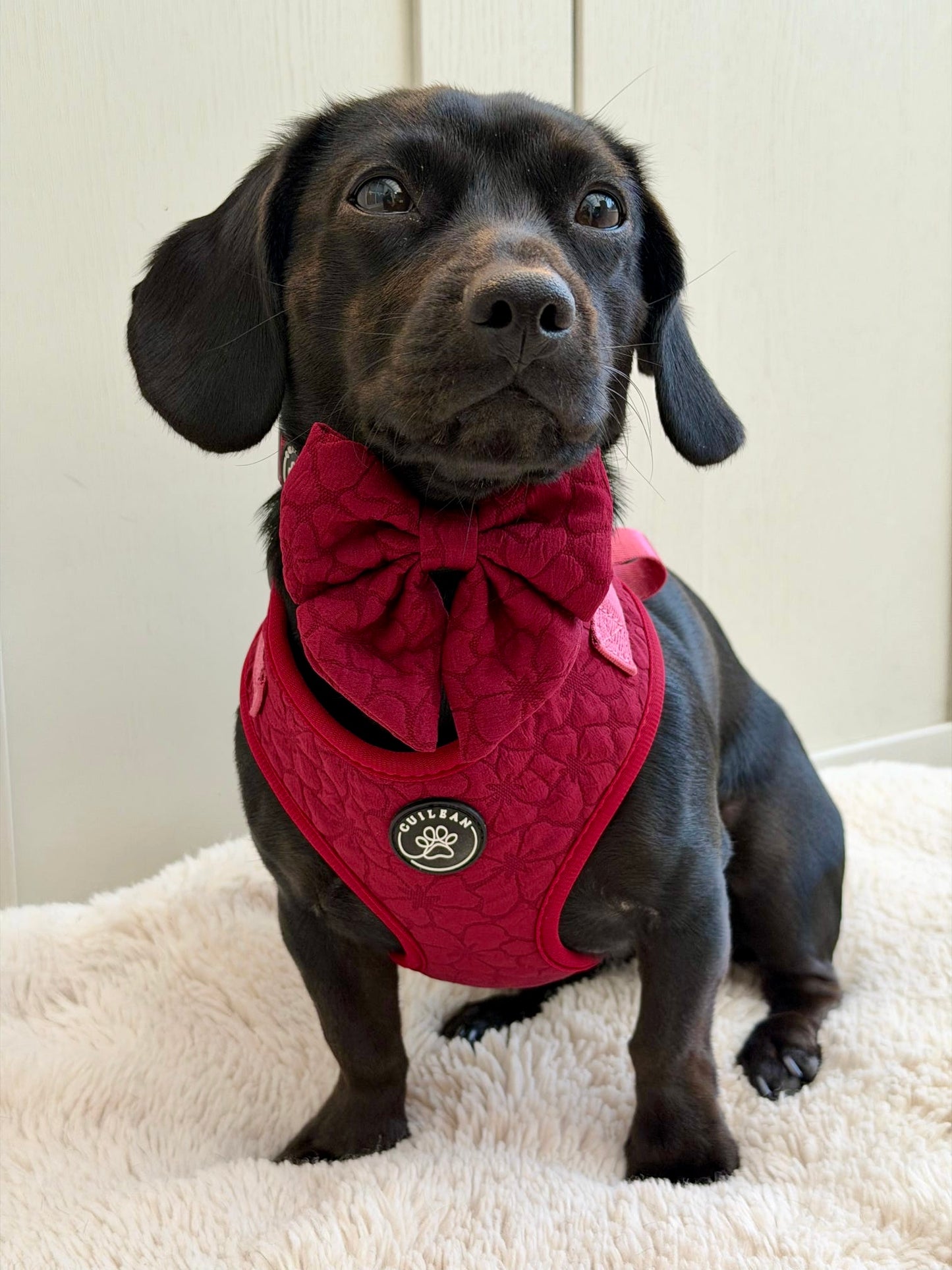 VERY BERRY - SAILOR BOW