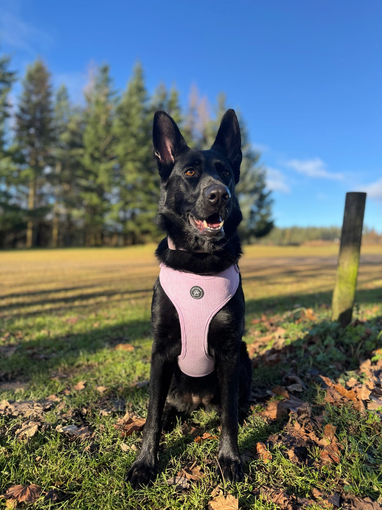 WILD THYME - HARNESS