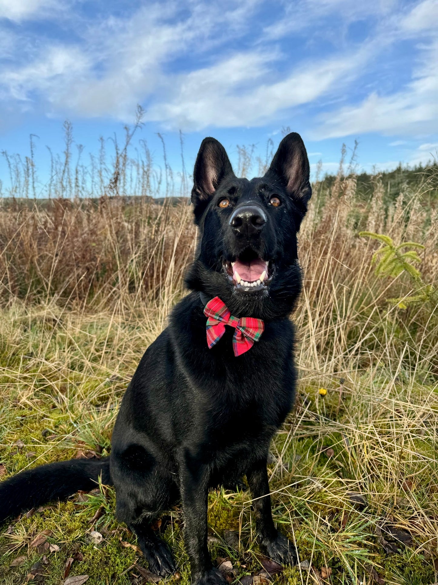 HIGHLANDER RED - SAILOR BOW