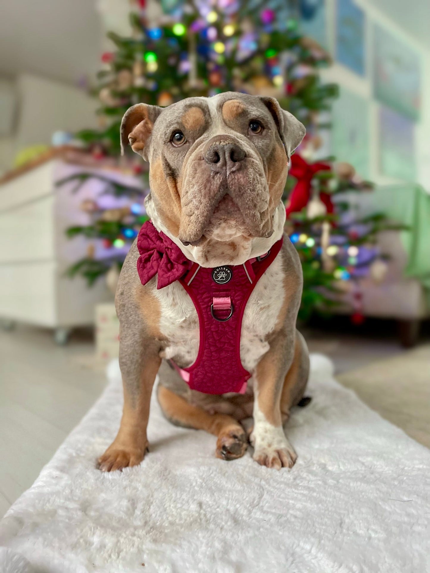 VERY BERRY - CUILEAN CLIMBER HARNESS