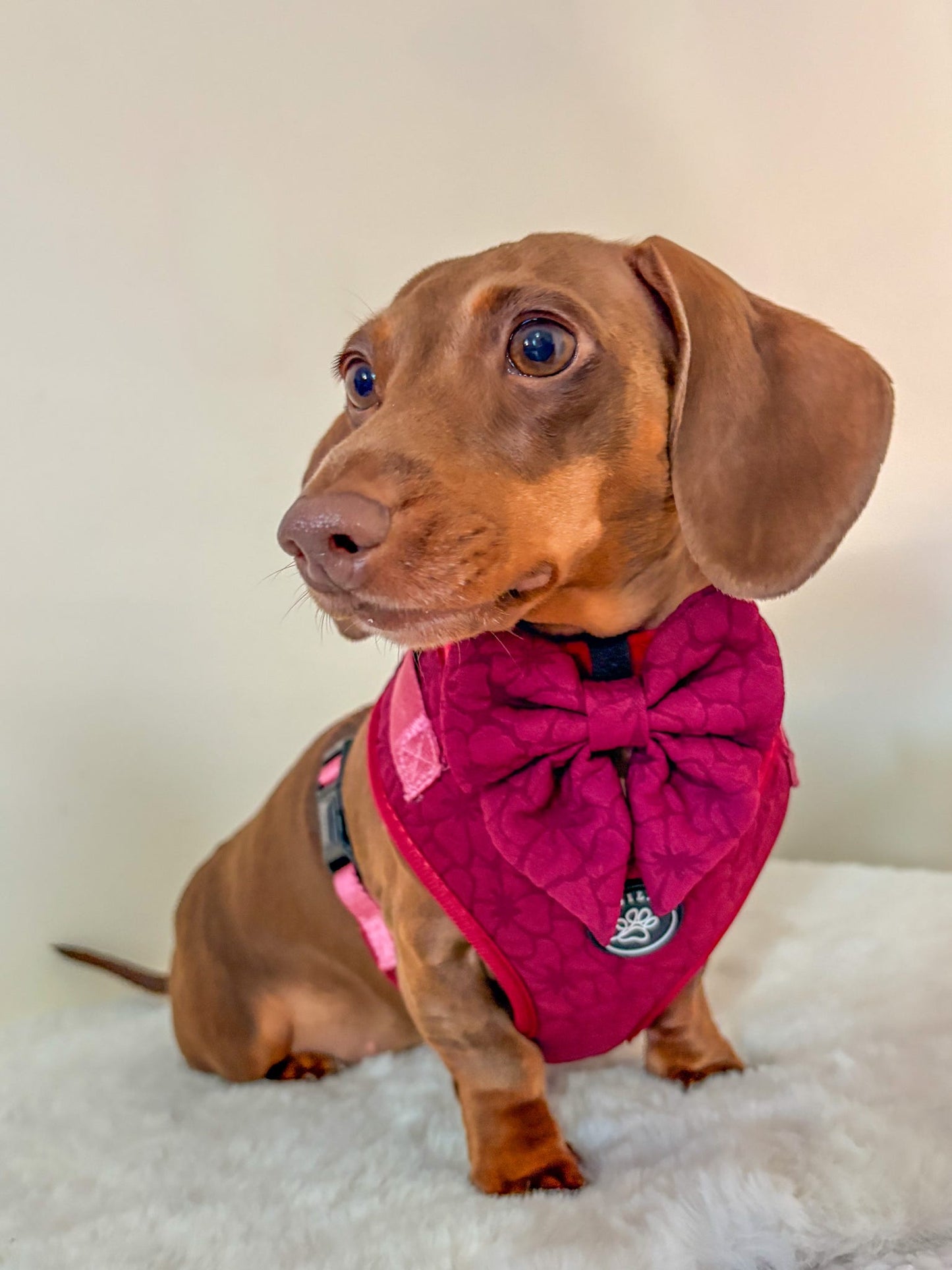 VERY BERRY - SAILOR BOW