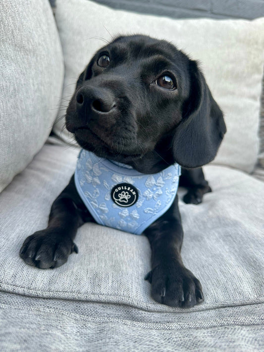 BLUEBELL - HARNESS