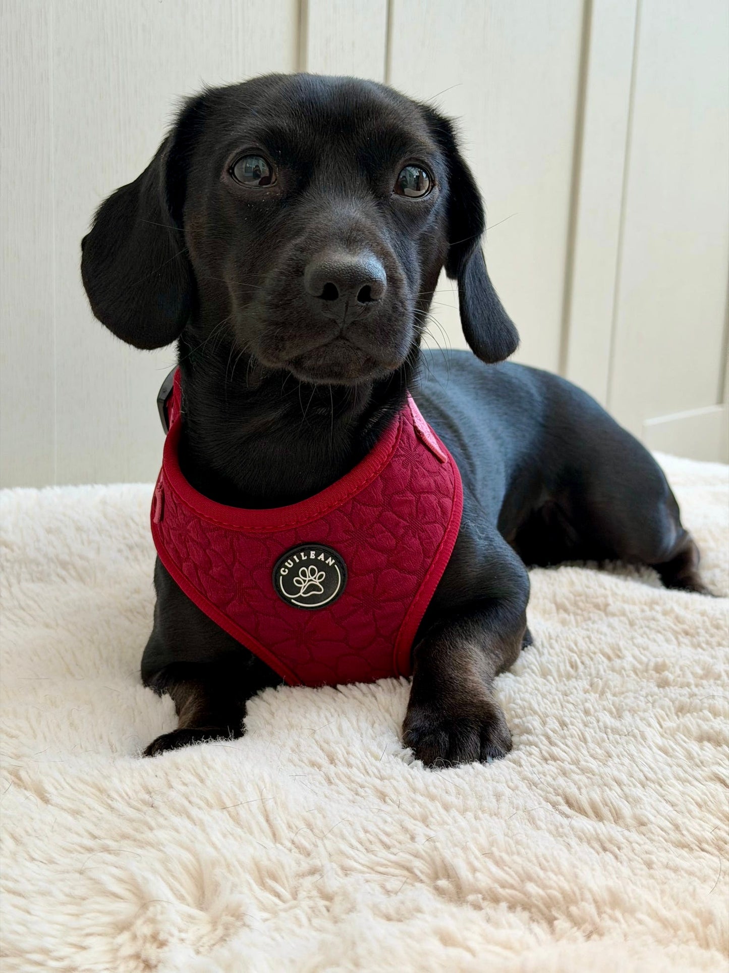 VERY BERRY - HARNESS