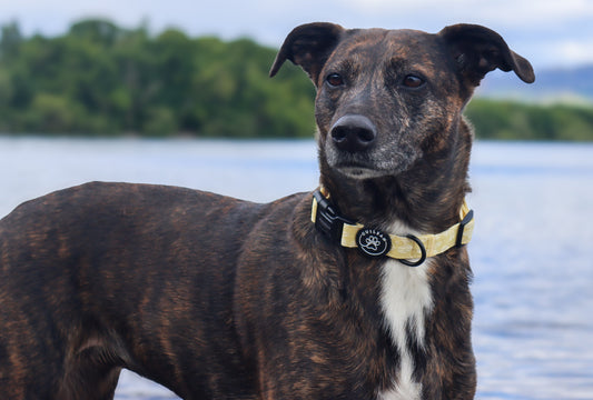 GORSE - COLLAR