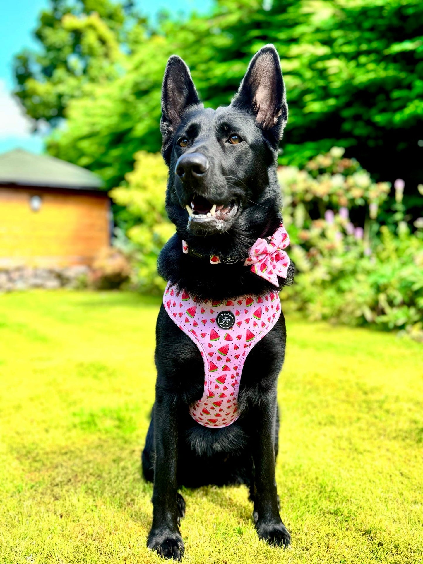 WATERMELON COOLER - HARNESS