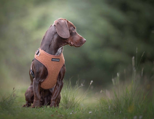 TOFFEE TEDDY - HARNESS