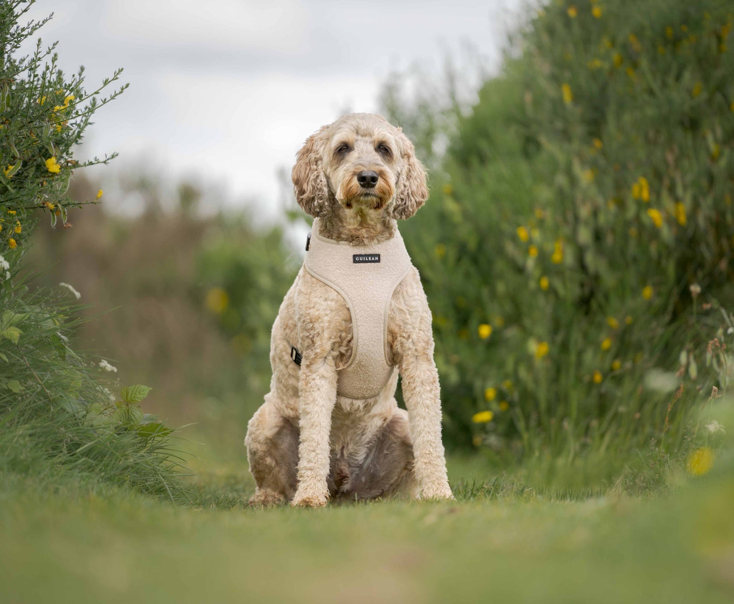 OATMEAL TEDDY - HARNESS