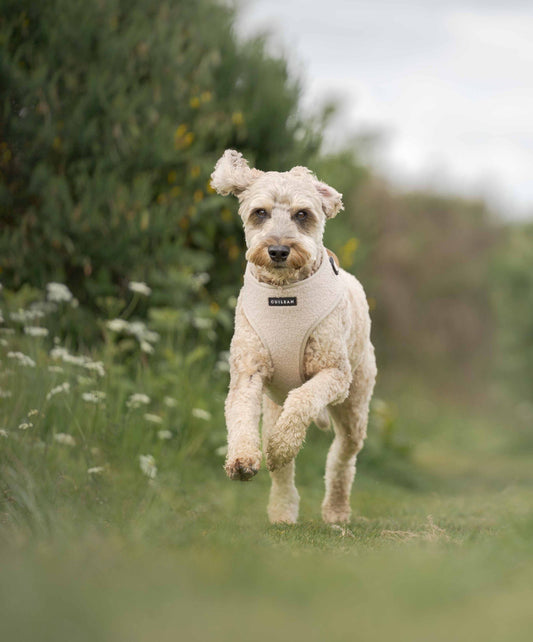 OATMEAL TEDDY - HARNESS