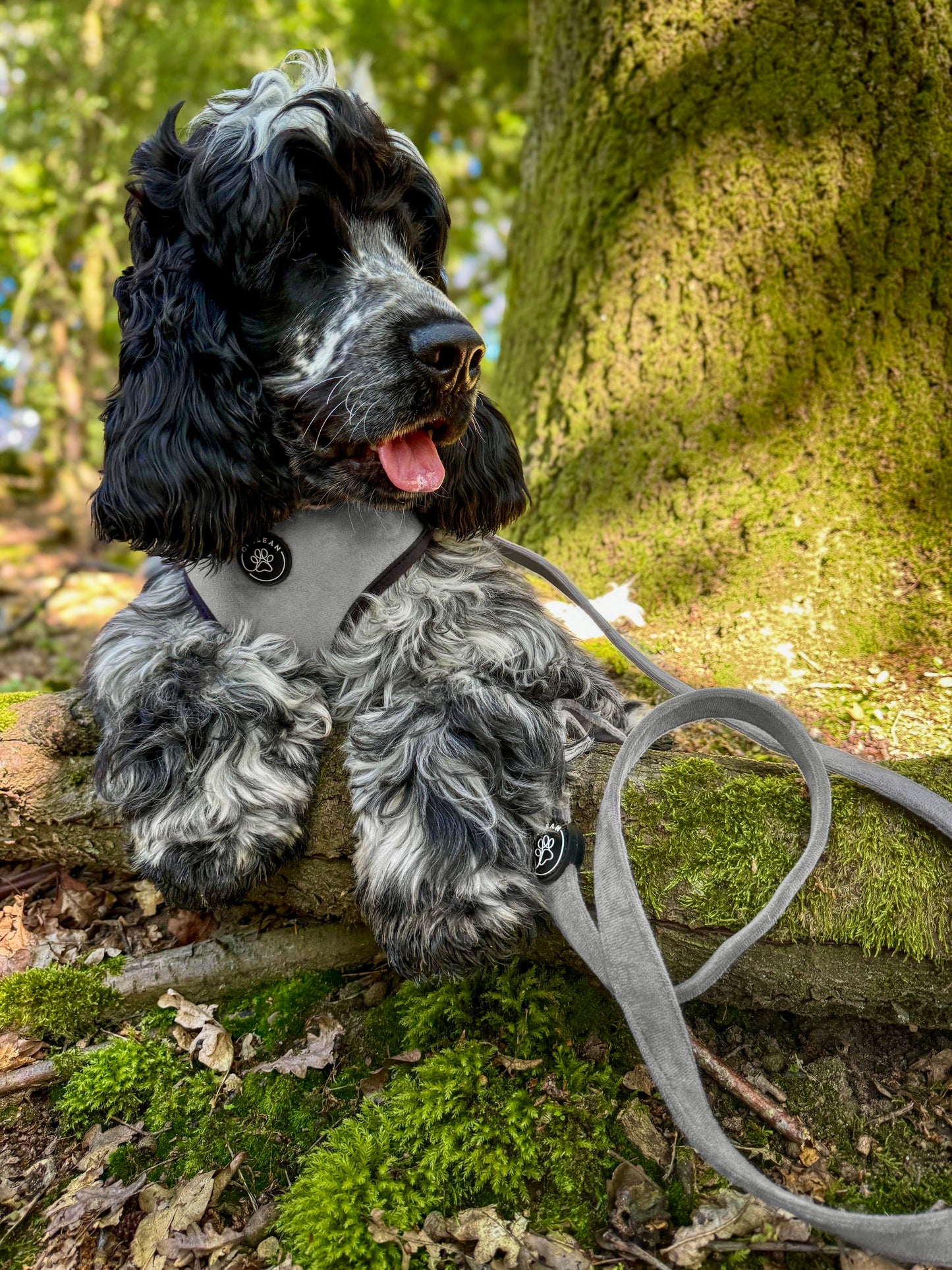 STEEL - HARNESS